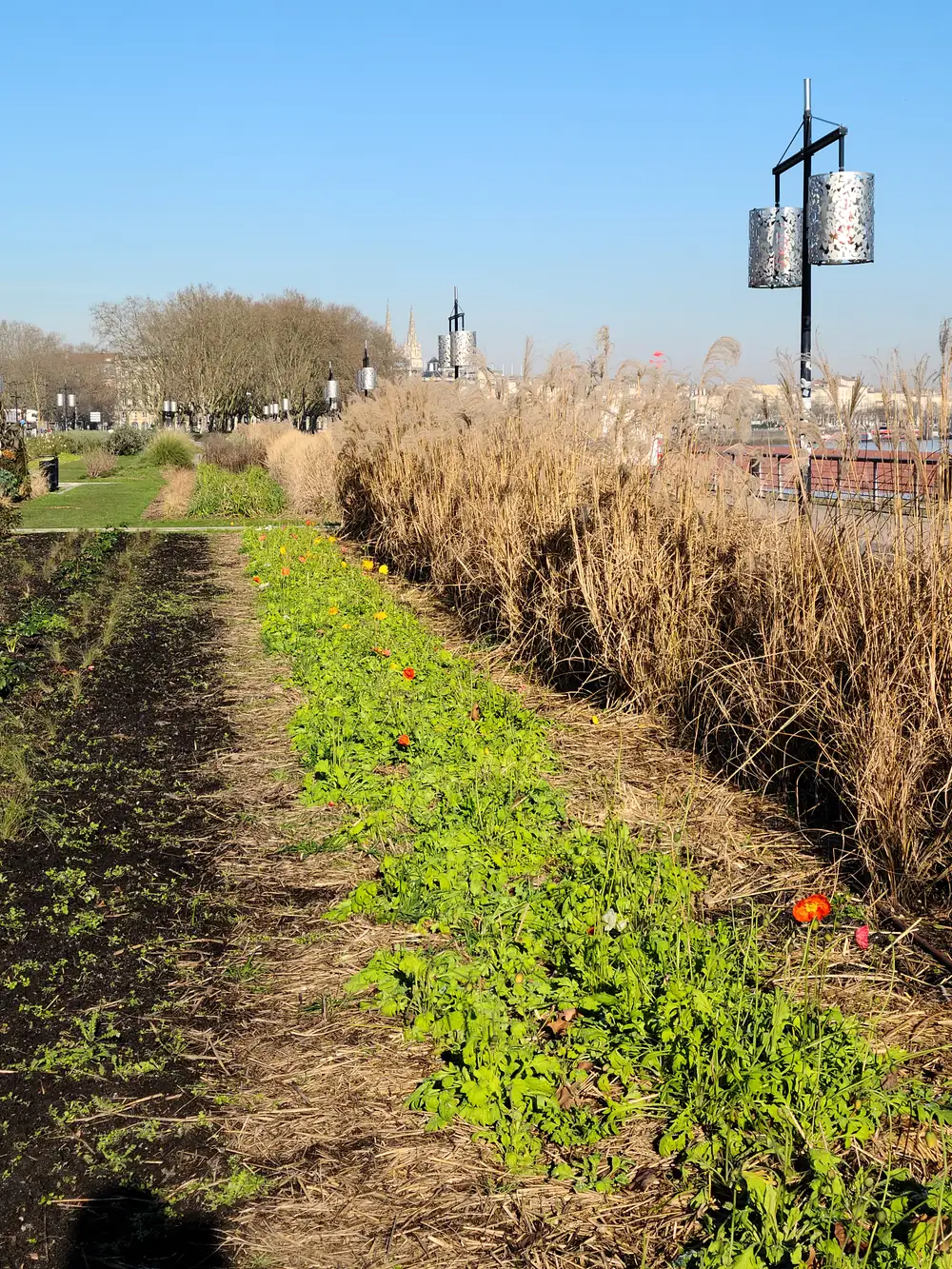 Riverside garden with red poppies and ornamental grasses along the Garonne with cathedral spires rising in distant Bordeaux