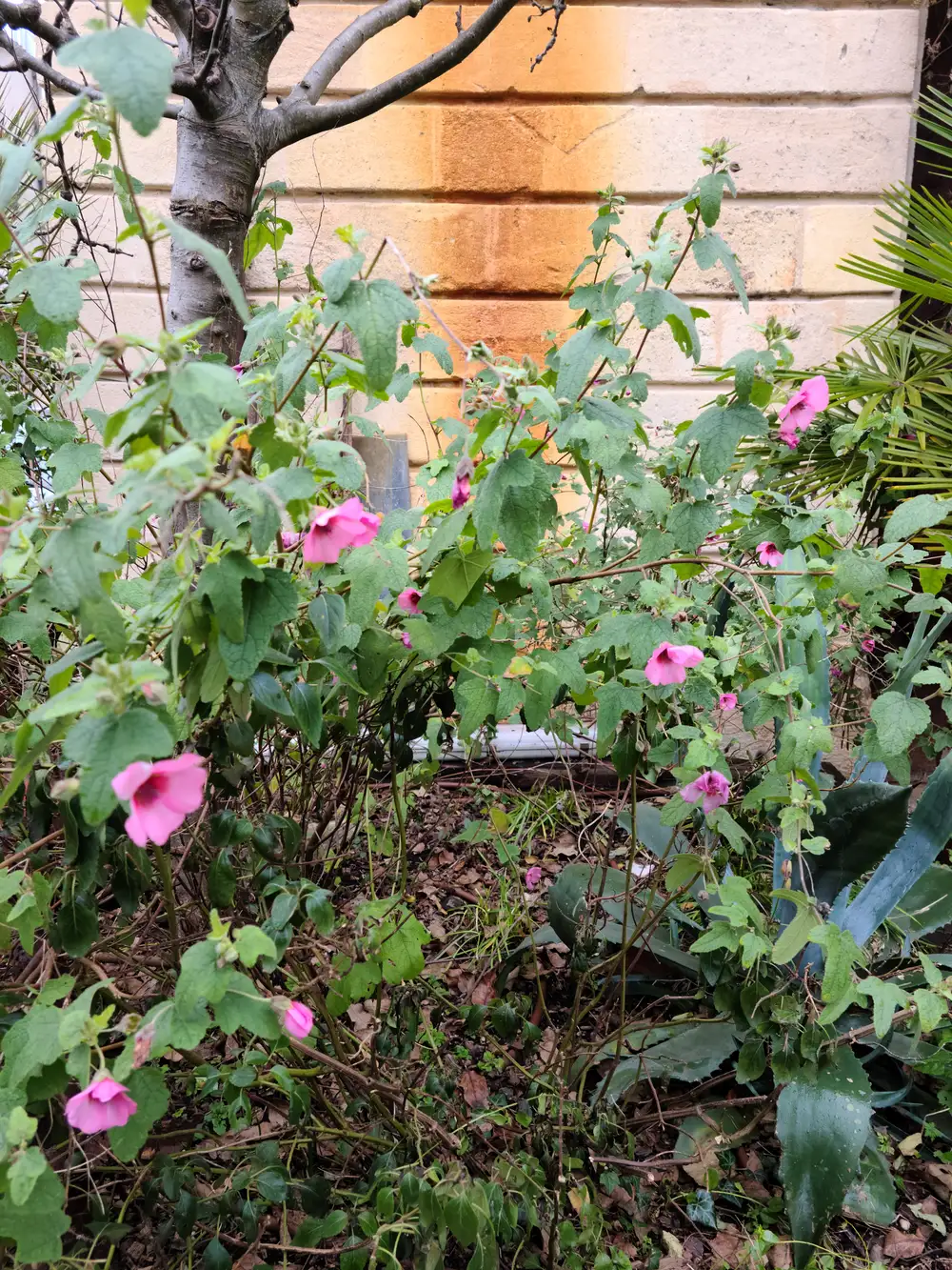 Pink lavatera mallow flowers blooming beside an agave and weathered brick wall in a winter garden in Bordeaux