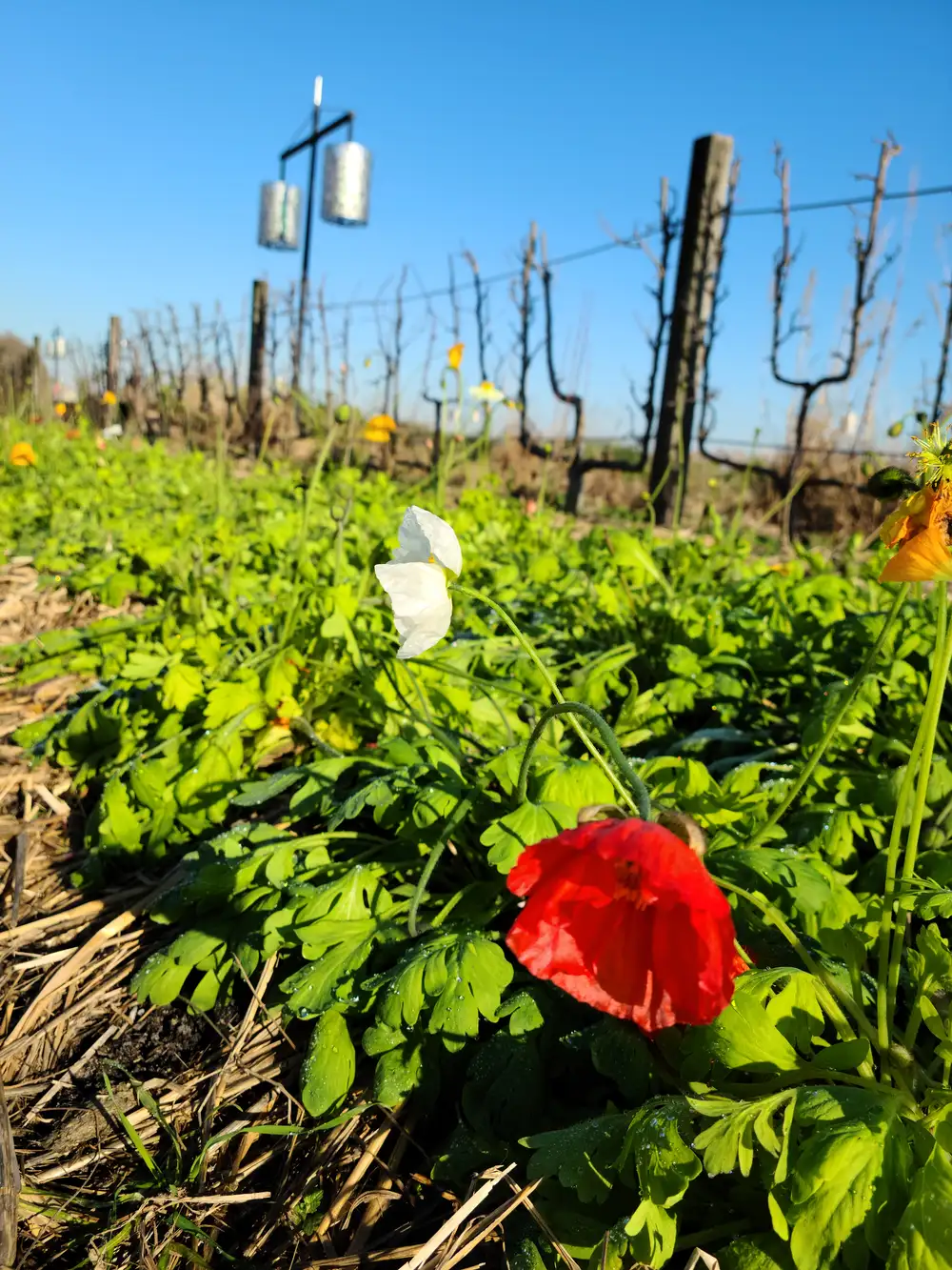 Best Wineries Near Bordeaux: Where to Sip World-Class Wines