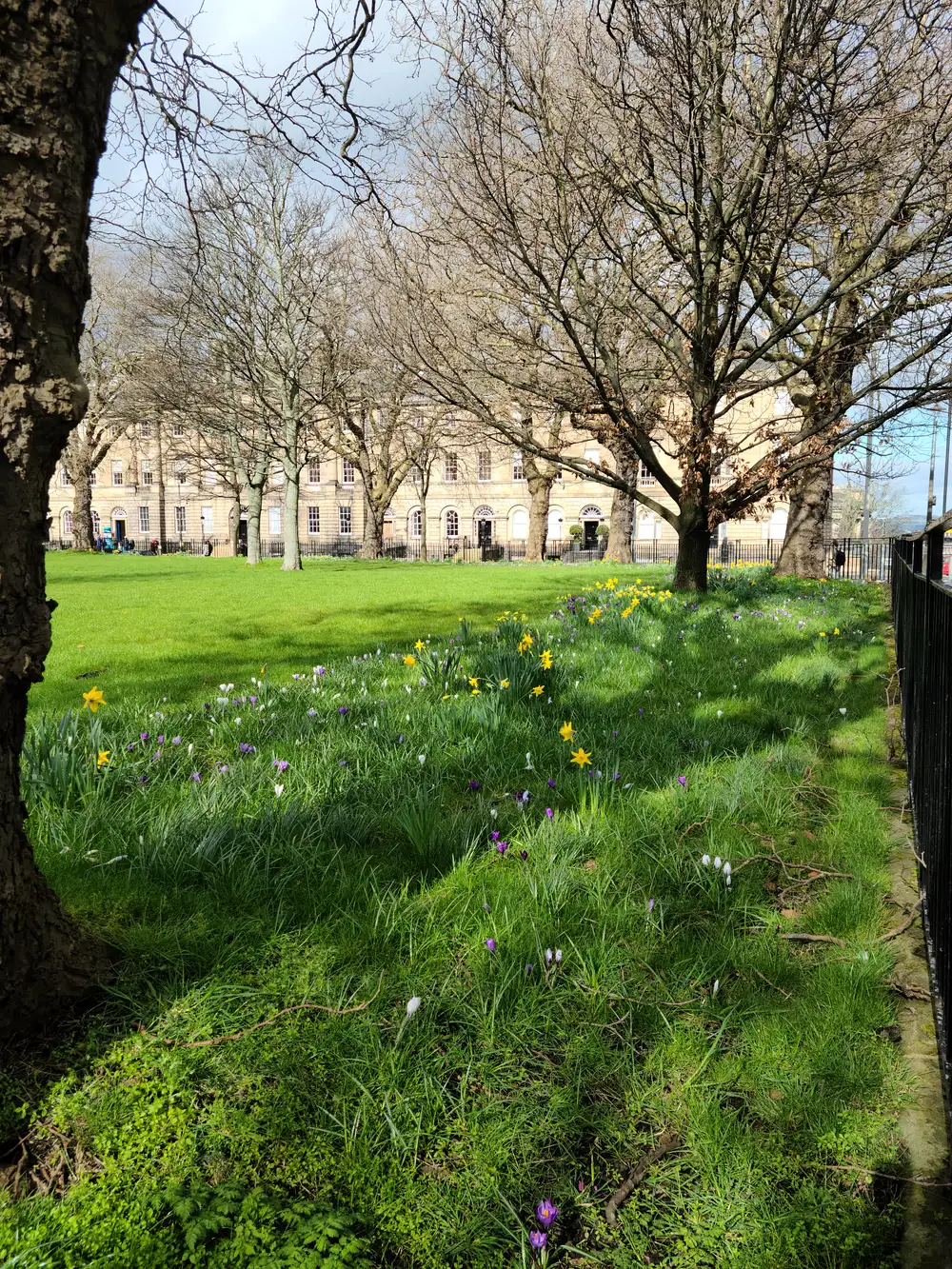 Spring daffodils and purple crocuses scattered across Charlotte Square Gardens lawn with Georgian sandstone facades beyond in Edinburgh