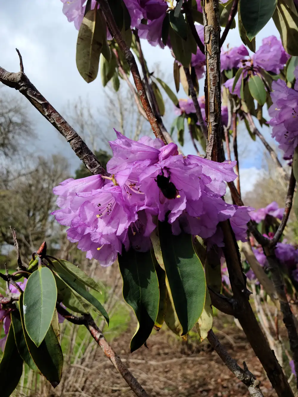 Bumblebee feeding on a cluster of purple rhododendron blooms with stamens and glossy leaves at Royal Botanic Garden Edinburgh