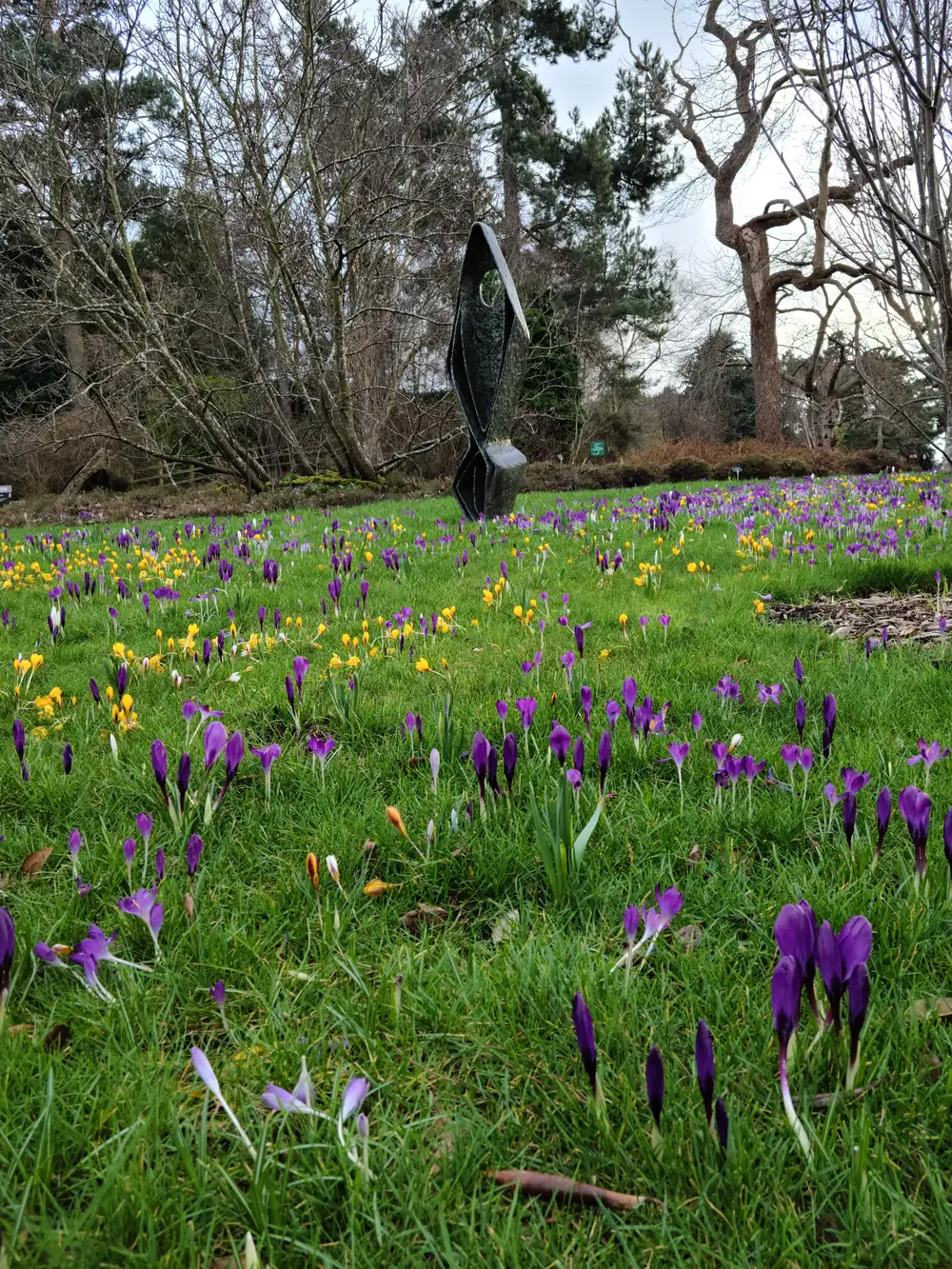 Henry Moore-style bronze sculpture rising above a lawn carpeted with purple and yellow crocuses at Royal Botanic Garden Edinburgh