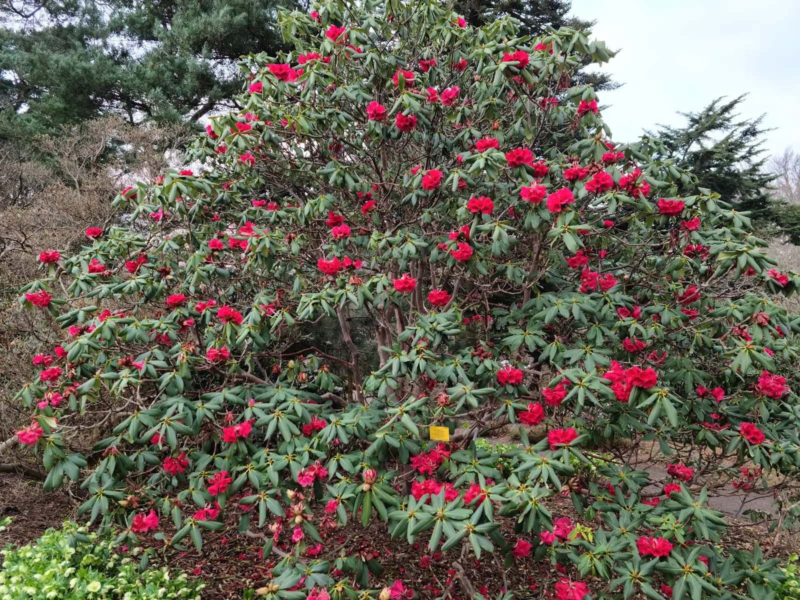 Mature red rhododendron tree covered in crimson blooms among evergreen leaves at the Royal Botanic Garden Edinburgh