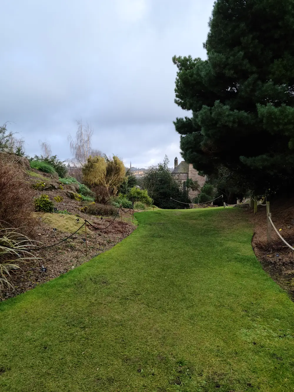 View from the Royal Botanic Garden rock garden lawn towards Edinburgh's distant Old Town spires beneath a large pine in winter